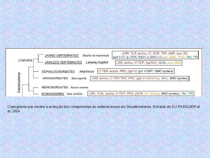 Cladograma que mostra a evolução dos componentes do sistema imune em Deusterostomia. Extraído de