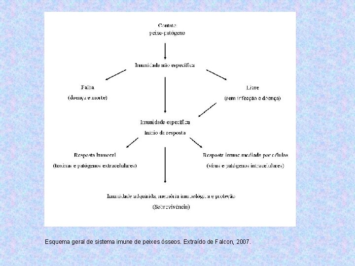 Esquema geral de sistema imune de peixes ósseos. Extraído de Falcon, 2007. 