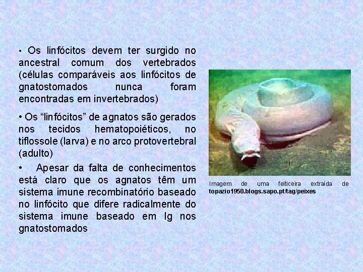  • Os linfócitos devem ter surgido no ancestral comum dos vertebrados (células comparáveis