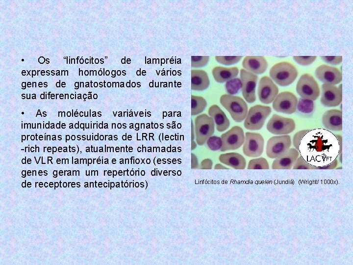  • Os “linfócitos” de lampréia expressam homólogos de vários genes de gnatostomados durante