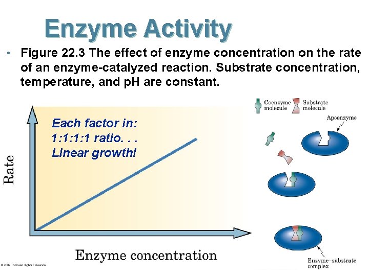 Enzyme Activity • Figure 22. 3 The effect of enzyme concentration on the rate