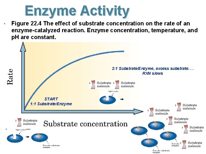 Enzyme Activity • Figure 22. 4 The effect of substrate concentration on the rate