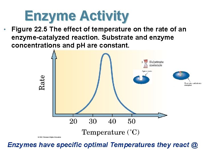 Enzyme Activity • Figure 22. 5 The effect of temperature on the rate of