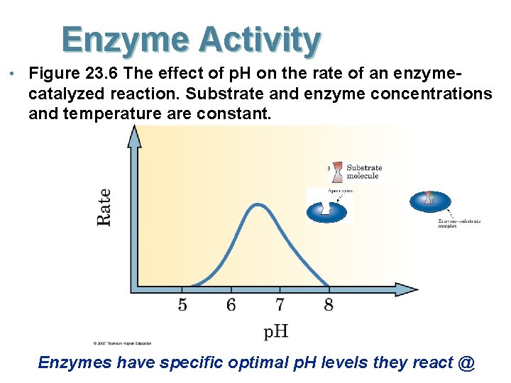 Enzyme Activity • Figure 23. 6 The effect of p. H on the rate