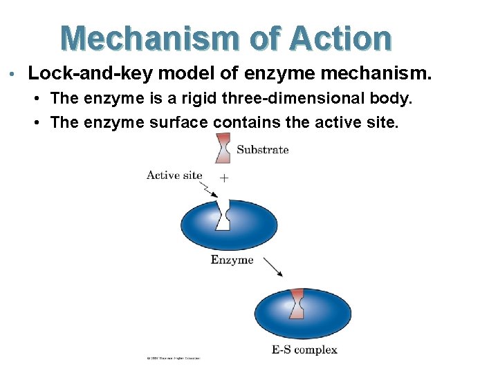 Mechanism of Action • Lock-and-key model of enzyme mechanism. • The enzyme is a