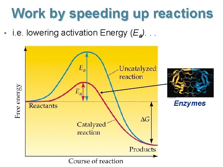 Work by speeding up reactions • i. e. lowering activation Energy (Ea). . .