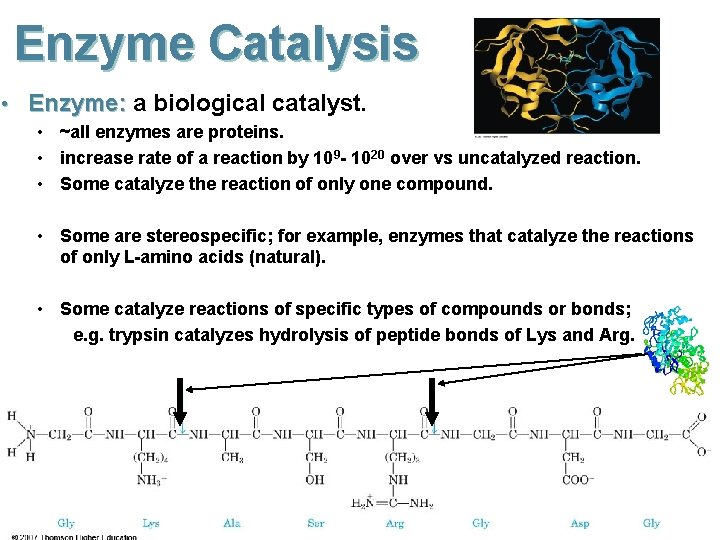 Enzyme Catalysis • Enzyme: a biological catalyst. • ~all enzymes are proteins. • increase