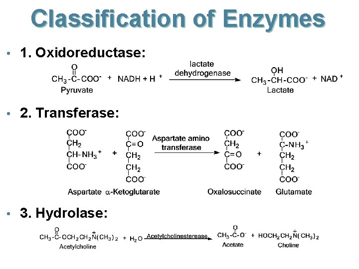 Classification of Enzymes • 1. Oxidoreductase: • 2. Transferase: • 3. Hydrolase: 