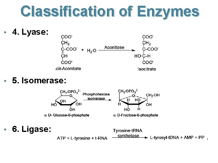 Classification of Enzymes • 4. Lyase: • 5. Isomerase: • 6. Ligase: 