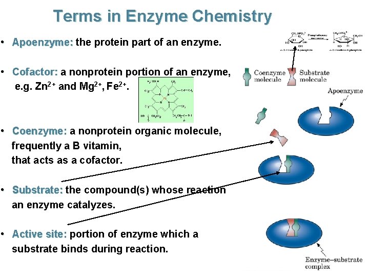 Terms in Enzyme Chemistry • Apoenzyme: the protein part of an enzyme. • Cofactor: