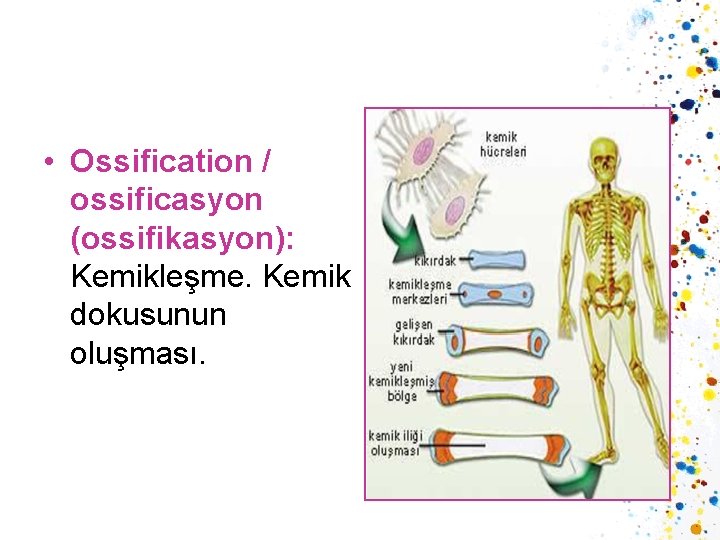  • Ossification / ossificasyon (ossifikasyon): Kemikleşme. Kemik dokusunun oluşması. 