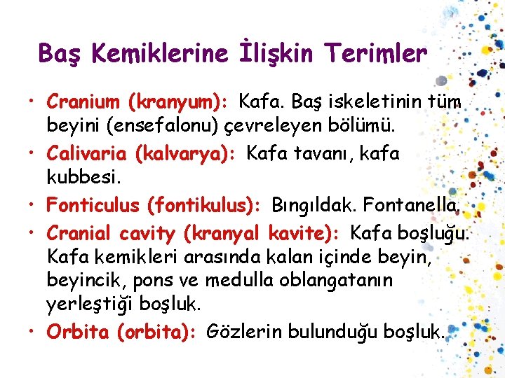 Baş Kemiklerine İlişkin Terimler • Cranium (kranyum): Kafa. Baş iskeletinin tüm beyini (ensefalonu) çevreleyen