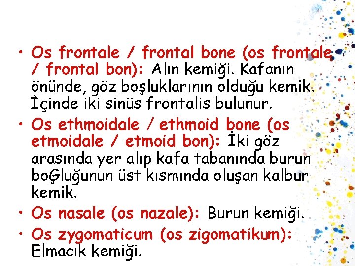  • Os frontale / frontal bone (os frontale / frontal bon): Alın kemiği.