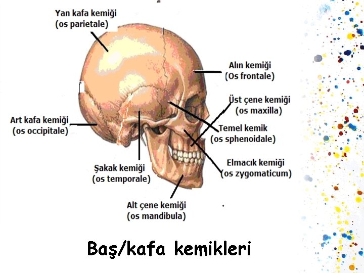 Baş/kafa kemikleri 