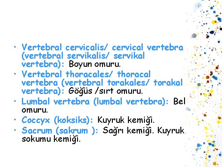  • Vertebral cervicalis/ cervical vertebra (vertebral servikalis/ servikal vertebra): Boyun omuru. • Vertebral
