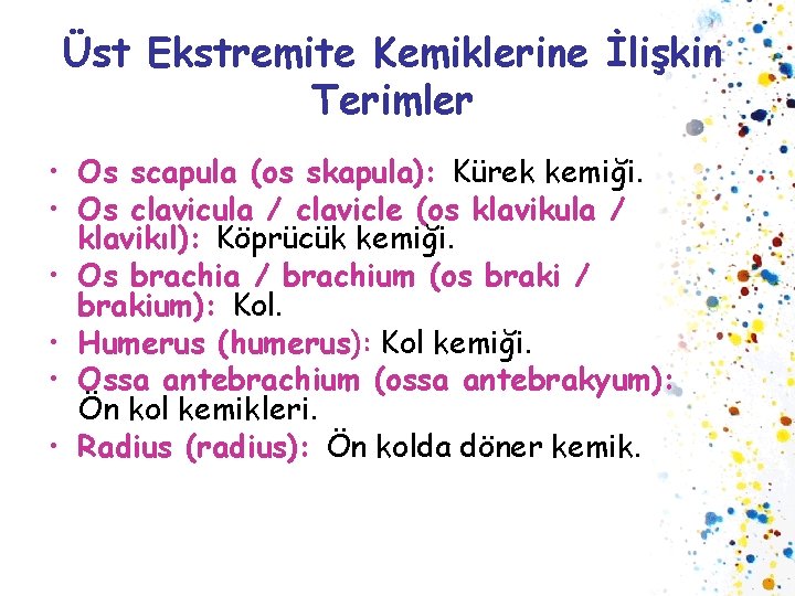 Üst Ekstremite Kemiklerine İlişkin Terimler • Os scapula (os skapula): Kürek kemiği. • Os