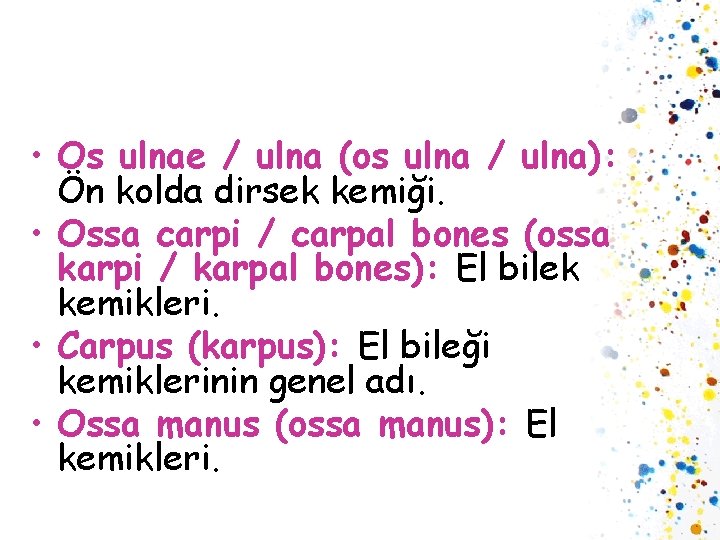  • Os ulnae / ulna (os ulna / ulna): Ön kolda dirsek kemiği.