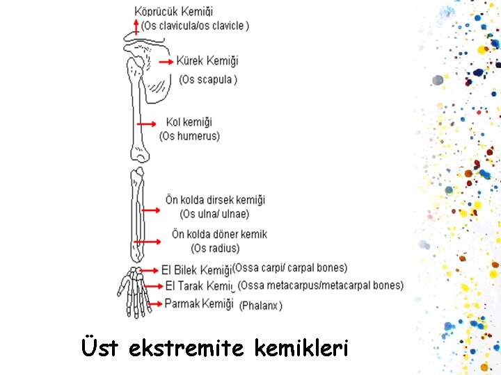 Üst ekstremite kemikleri 