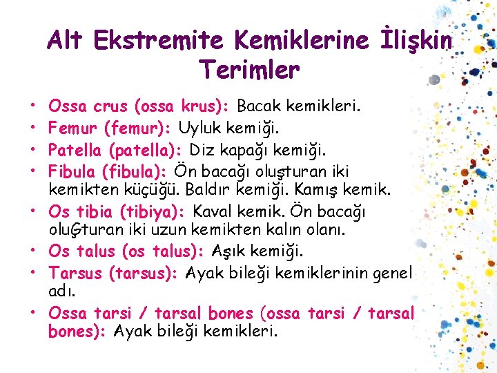 Alt Ekstremite Kemiklerine İlişkin Terimler • • Ossa crus (ossa krus): Bacak kemikleri. Femur