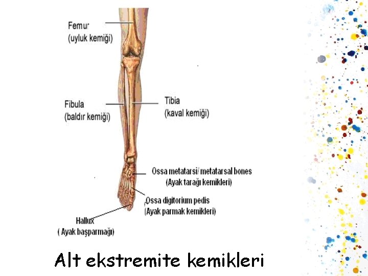 Alt ekstremite kemikleri 