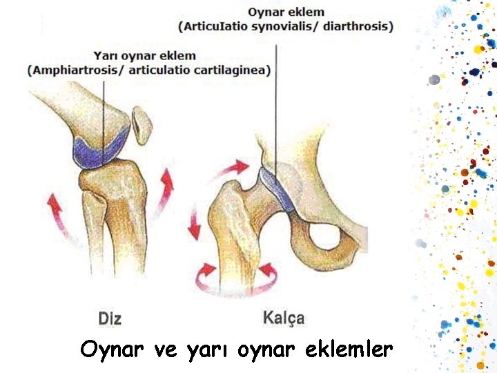 Oynar ve yarı oynar eklemler 