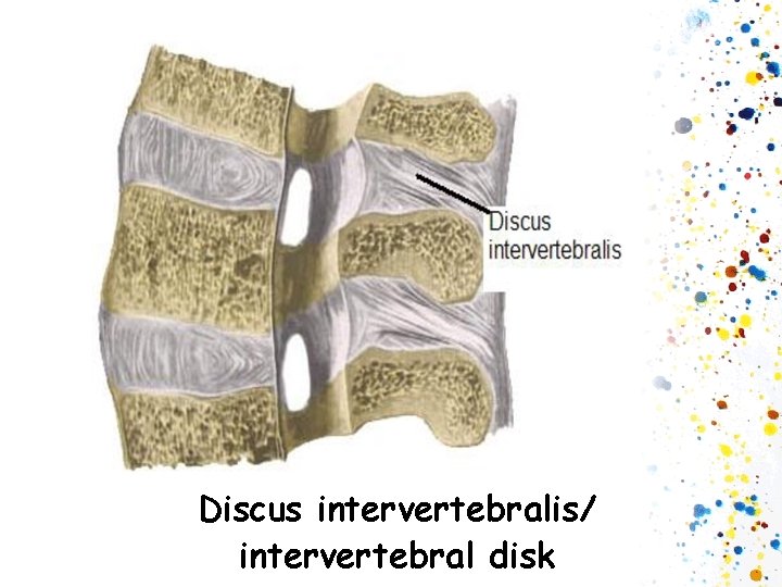 Discus intervertebralis/ intervertebral disk 