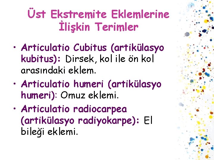 Üst Ekstremite Eklemlerine İlişkin Terimler • Articulatio Cubitus (artikülasyo kubitus): Dirsek, kol ile ön