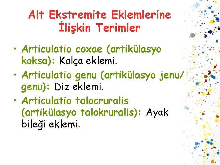 Alt Ekstremite Eklemlerine İlişkin Terimler • Articulatio coxae (artikülasyo koksa): Kalça eklemi. • Articulatio