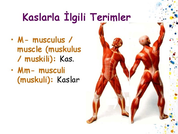 Kaslarla İlgili Terimler • M- musculus / muscle (muskulus / muskili): Kas. • Mm-