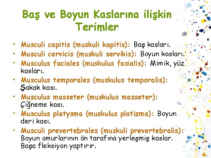 Baş ve Boyun Kaslarına ilişkin Terimler • Musculi capitis (muskuli kapitis): Baş kasları. •