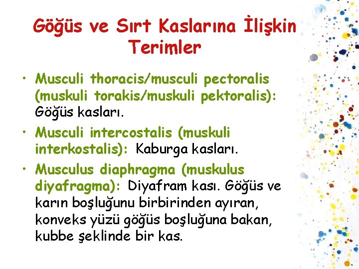 Göğüs ve Sırt Kaslarına İlişkin Terimler • Musculi thoracis/musculi pectoralis (muskuli torakis/muskuli pektoralis): Göğüs