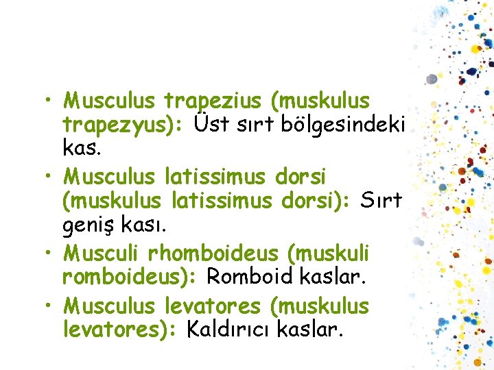  • Musculus trapezius (muskulus trapezyus): Üst sırt bölgesindeki kas. • Musculus latissimus dorsi