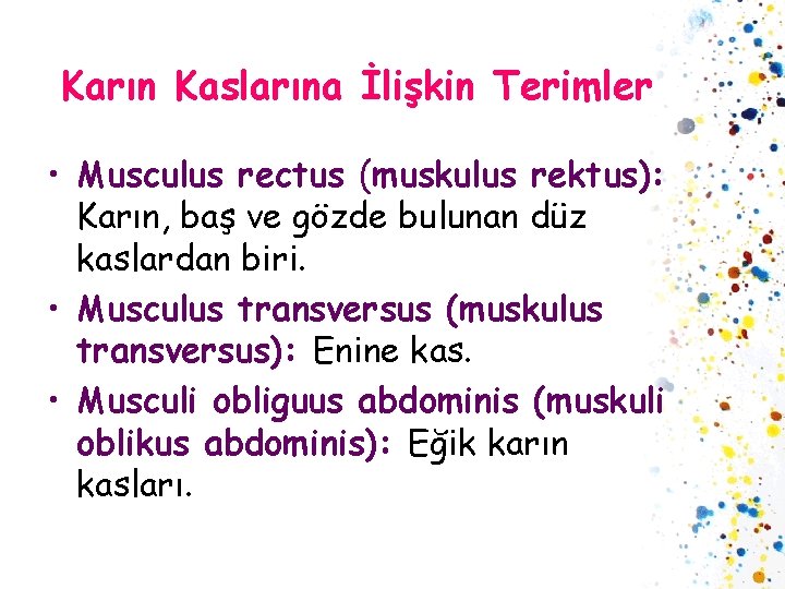 Karın Kaslarına İlişkin Terimler • Musculus rectus (muskulus rektus): Karın, baş ve gözde bulunan