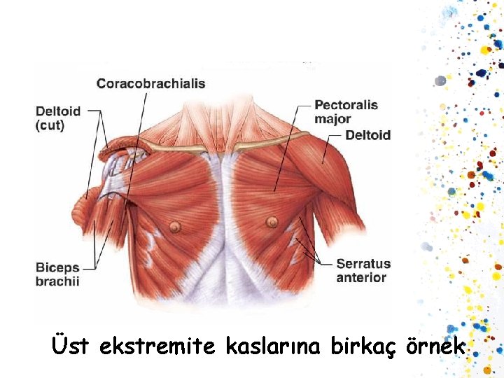 Üst ekstremite kaslarına birkaç örnek 