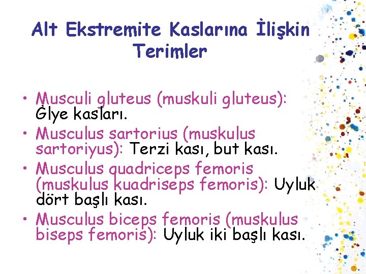 Alt Ekstremite Kaslarına İlişkin Terimler • Musculi gluteus (muskuli gluteus): Ġlye kasları. • Musculus
