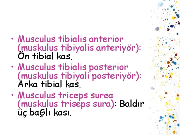  • Musculus tibialis anterior (muskulus tibiyalis anteriyör): Ön tibial kas. • Musculus tibialis