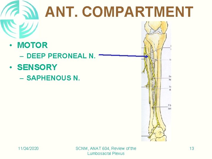 ANT. COMPARTMENT • MOTOR – DEEP PERONEAL N. • SENSORY – SAPHENOUS N. 11/24/2020