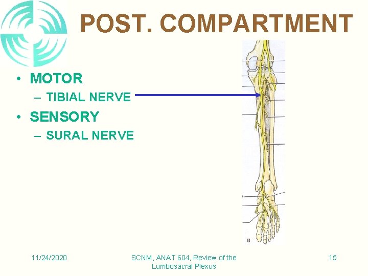 POST. COMPARTMENT • MOTOR – TIBIAL NERVE • SENSORY – SURAL NERVE 11/24/2020 SCNM,