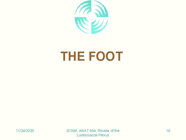 THE FOOT 11/24/2020 SCNM, ANAT 604, Review of the Lumbosacral Plexus 16 