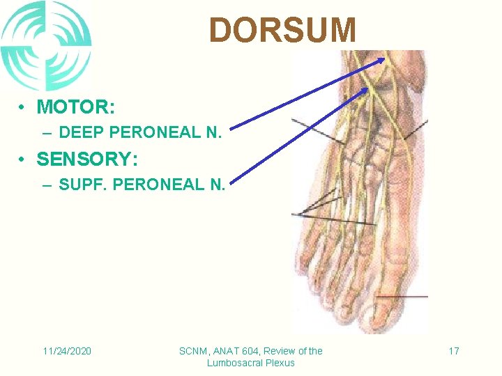 DORSUM • MOTOR: – DEEP PERONEAL N. • SENSORY: – SUPF. PERONEAL N. 11/24/2020