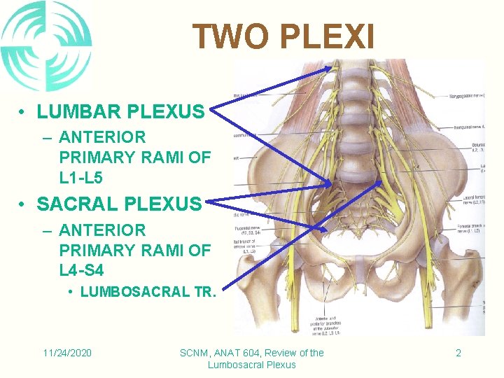 TWO PLEXI • LUMBAR PLEXUS – ANTERIOR PRIMARY RAMI OF L 1 -L 5