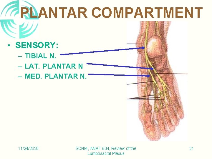 PLANTAR COMPARTMENT • SENSORY: – TIBIAL N. – LAT. PLANTAR N – MED. PLANTAR