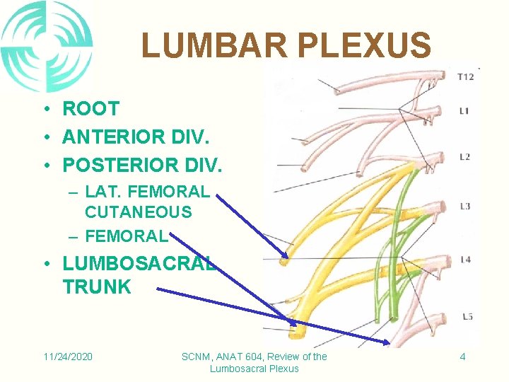 LUMBAR PLEXUS • ROOT • ANTERIOR DIV. • POSTERIOR DIV. – LAT. FEMORAL CUTANEOUS