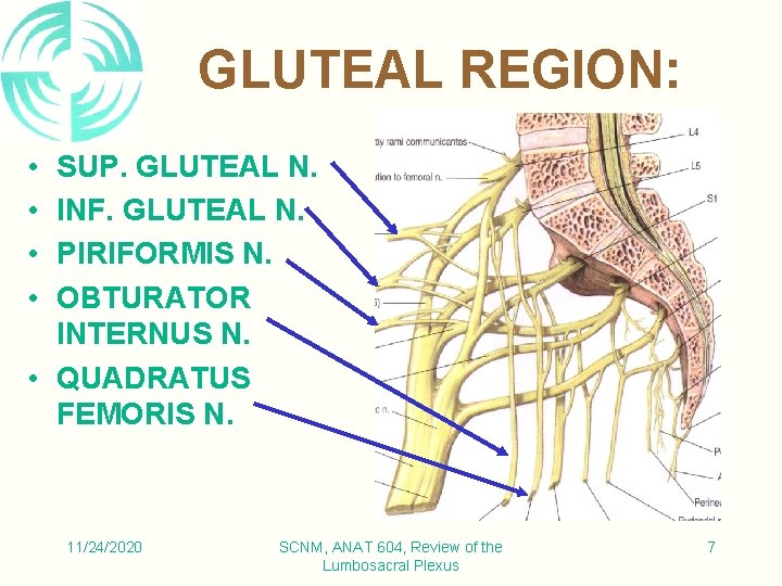 GLUTEAL REGION: • • SUP. GLUTEAL N. INF. GLUTEAL N. PIRIFORMIS N. OBTURATOR INTERNUS