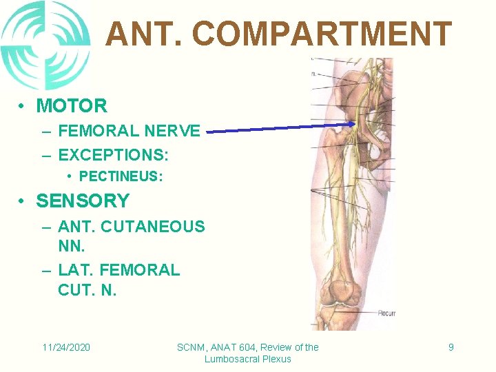 ANT. COMPARTMENT • MOTOR – FEMORAL NERVE – EXCEPTIONS: • PECTINEUS: • SENSORY –