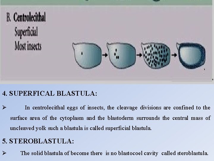 4. SUPERFICAL BLASTULA: Ø In centrolecithal eggs of insects, the cleavage divisions are confined