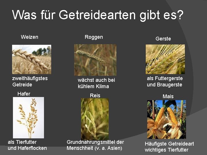 Was für Getreidearten gibt es? Weizen zweithäufigstes Getreide Hafer als Tierfutter und Haferflocken Roggen