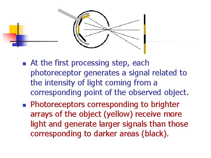 n n At the first processing step, each photoreceptor generates a signal related to