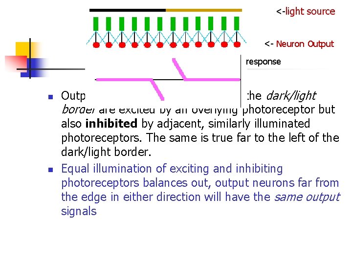 <-light source <- Neuron Output response n n Output neurons well to the right