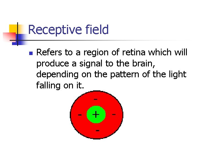 Receptive field n Refers to a region of retina which will produce a signal